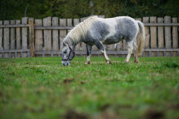 Pony Shetlandský  galériový obrázok 1