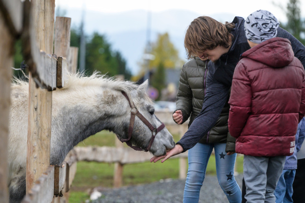 Pony Shetlandský  galériový obrázok 2