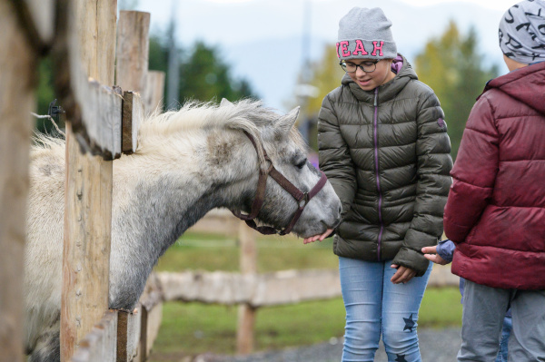 Pony Shetlandský  galériový obrázok 3