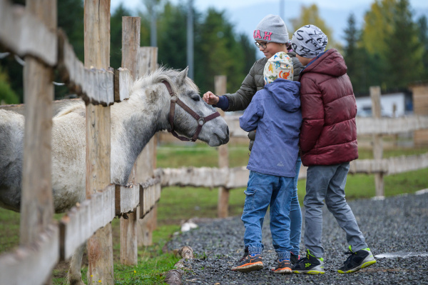 Pony Shetlandský  galériový obrázok 4